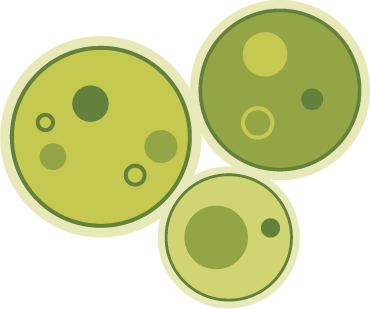 Depiction of the microalgae Schizochytrium, a single-celled organism from which our vegan omega-3 algal oil is derived.